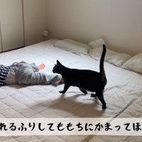 倒れる真似をしている女の子と猫