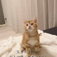 白いブランケット上でお座りをしている子猫