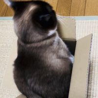 段ボール箱の中で体を動かす保護猫