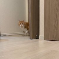 歩いてくる猫
