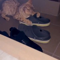 玄関でサンダルを噛む猫1