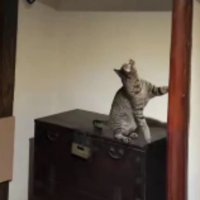 室内にいる猫たち