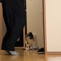 飼い主と興奮気味の猫