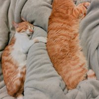 並んで寝る2匹の猫