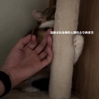 キャットタワーの陰に隠れる猫