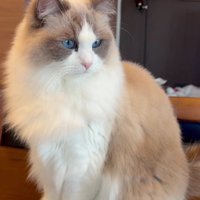 テーブルの上の猫