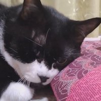 座布団に顔を乗せて、飼い主の方を見つめる猫