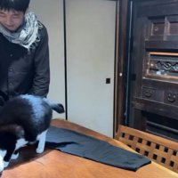 服の毛を取る飼い主と猫