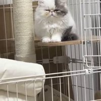 ケージ内のステップに座る猫