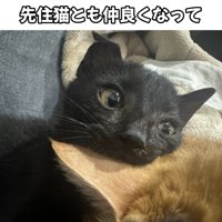 茶色の猫にくっつく黒猫