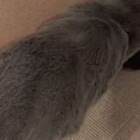 男性の足を見つめる猫