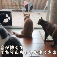 4匹揃って待機中