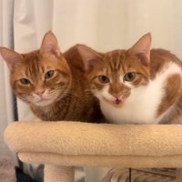 キャットタワーの上で香箱座りをして口を開けている猫（アップ）