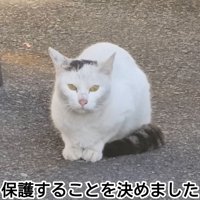 テロップ「保護することを決めました」
