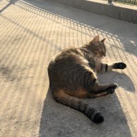 外で寝転がる猫