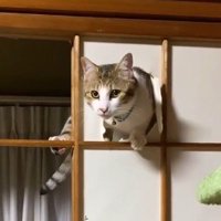 破いた和紙の間から飼い主を見つめる猫