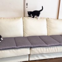 3匹の子猫がソファの上で遊んでいる