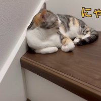 返事をする猫