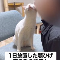 飼い主のアゴに顔を当てて目を細める猫