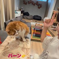 芸をする猫