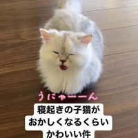 目を細めながら鳴き声を上げる子猫