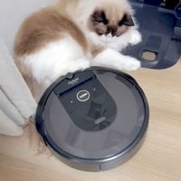 動くロボット掃除機を足で押し返す猫