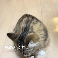 左前足を舐めている猫