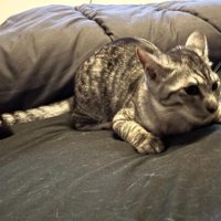 室内にいる猫