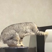 前のめりになってキッチンペーパーを回す猫
