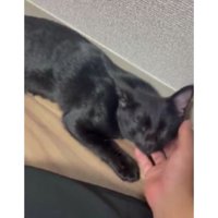撫でられる猫