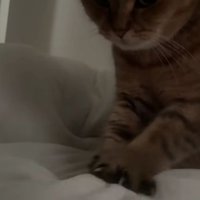 ベッドにいる猫