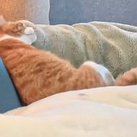 飼い主の体にもたれかかる猫