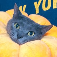 目をまん丸にしながら爪切りされる猫