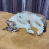 ソファでくつろぐ猫