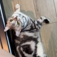 猫をまたぐ人間