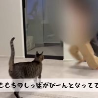 テロップ「ももちのしっぽが～」