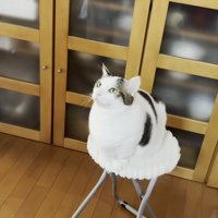 白い椅子に座る猫