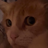 目を丸くしてカメラを見つめる猫