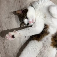 ひっくり返って体を曲げている猫