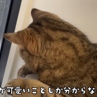 外を覗き込む猫さんの後頭部