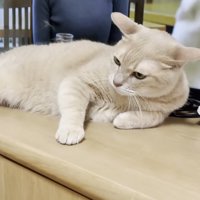 さらにイカ耳