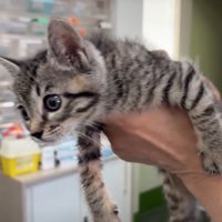 診察を受ける子猫