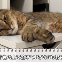 眠そうなみにら君