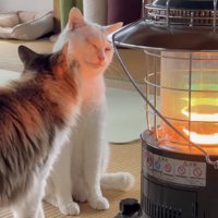 2匹の猫の写真2