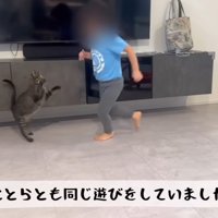 走り回りながら猫と遊ぶ女の子