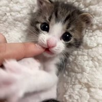 甘噛みする子猫