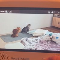 姿勢を正す猫