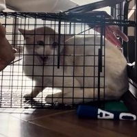捕獲器の中に入っている猫
