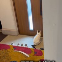 玄関に座り込む猫