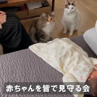 赤ちゃんを見守る猫